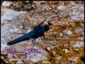 818 Dragonfly blau