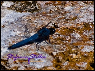 818 Dragonfly blau