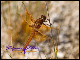818 Dragonfly rot hinten 818 Dragonfly rot hinten
