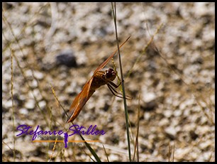 818 Dragonfly rot vorne 818 Dragonfly rot vorne
