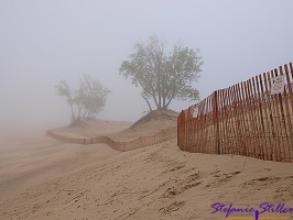 Nebelige Dünenlandschaft