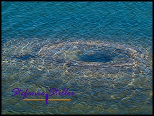822 Fishing Cone Geyser 822 Fishing Cone Geyser