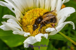 Hummel auf Nahrungsuche