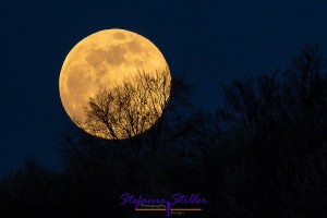 Mond im Baum