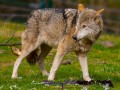 Wolf prüft Umgebung