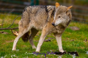 Wolf prüft Umgebung