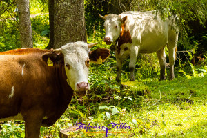 Forest cows