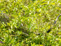 Iguana hiding in tree