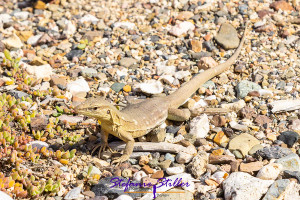 Little lizard watching us