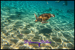 1228 SeaTurtle 03 1228 SeaTurtle 03