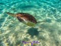 Diving sea turtle