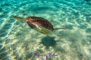 Diving sea turtle