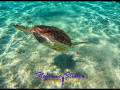 1228 SeaTurtle 04