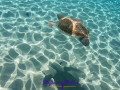 Sea turtle