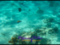 1229 UnderTheSea 02