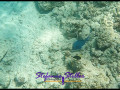 1229 UnderTheSea 08