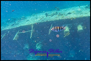 1229 Wreck 05 1229 Wreck 05