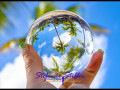 1231 LensBall Palme 02