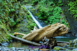 Goldstream Falls