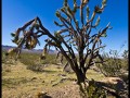 Joshua Tree