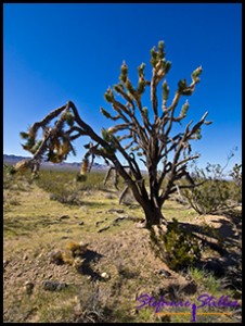 Joshua Tree Joshua Tree