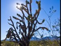 Joshua Tree