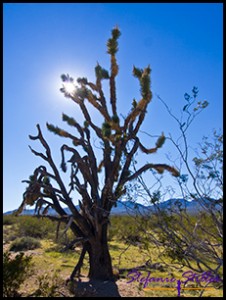 Joshua Tree Joshua Tree