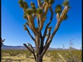 Joshua Tree