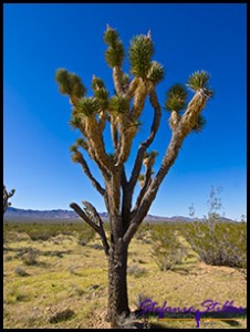 Joshua Tree Joshua Tree