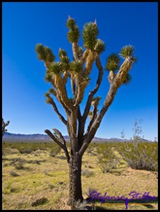 Joshua Tree