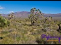 Joshua Tree neben Joshua Tree