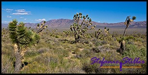 Joshua Tree neben Joshua Tree