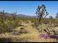 Joshua Tree Wald