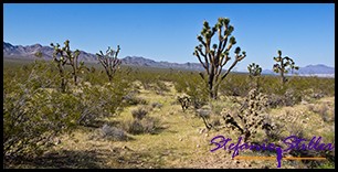 Joshua Tree Wald