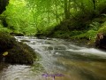 Lydford Gorge