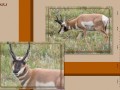 Kalender Animals - Juli