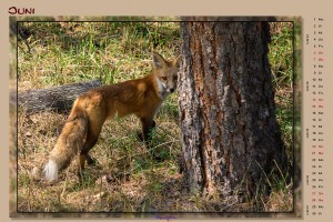 Kalender Animals - Juni