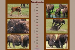 Kalender Animals - November