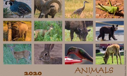 Animals - wild & free