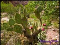 Prickly Pear Cactus