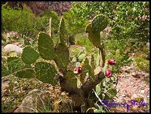 Prickly Pear Cactus