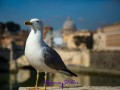 Möwe vor Peterdom