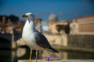 Möwe vor Peterdom