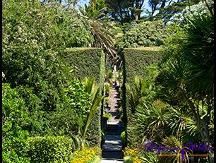 SC Abby Garden 03 SC Abby Garden 03