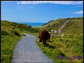 Kynance Cove 01