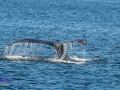 220808 humpback