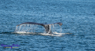 220808 humpback