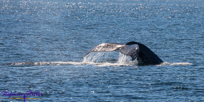 220808 humpback