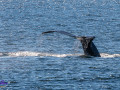 220808 humpback