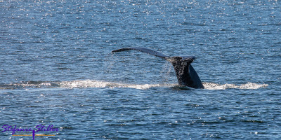 220808 humpback